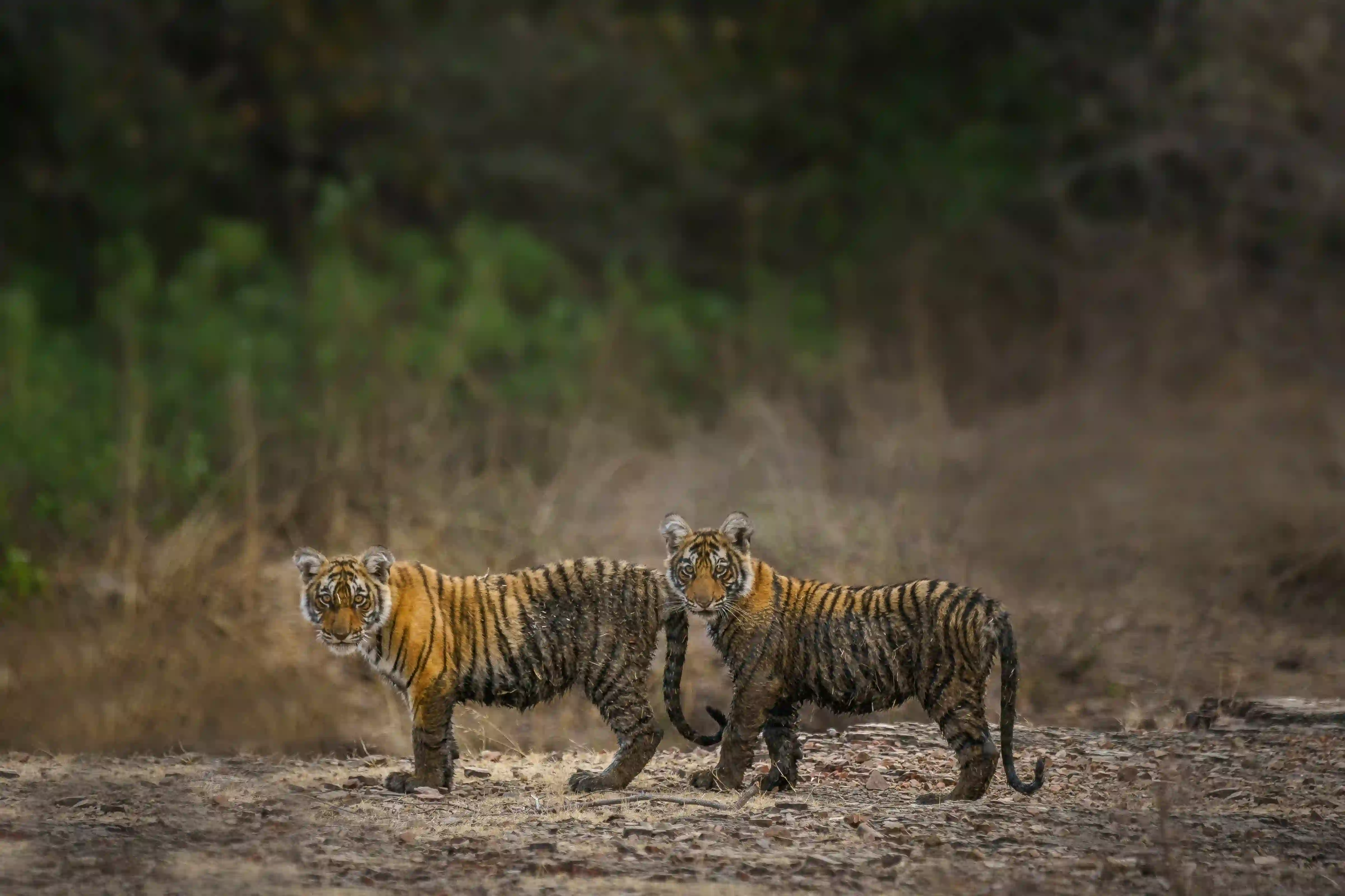 Overnight Ranthambore tour from Jaipur – 2 D